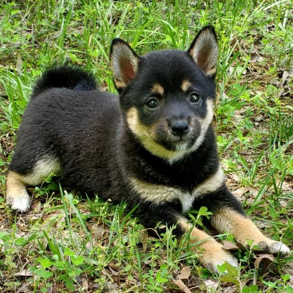 regarlo shih tzu cuccioli  bellissima cucciolata cerca nuova famiglia, 4 maschi e 3 femmina, 60 gg,  | Foto 0