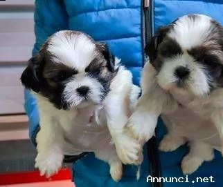 cuccioli di shih tzu dispond