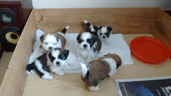 vendita cucciolo shitzu cuccioli di 3 mesi 