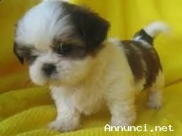 cuccioli shih tzu vaccinati per nuove case
