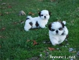 piccole dimensioni imperiali !!! shih tzu puppies !!, pronto ora