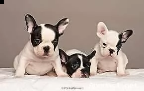  cucciolo di bulldog francese 