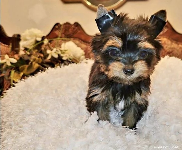 cuccioli yorkshire terrier