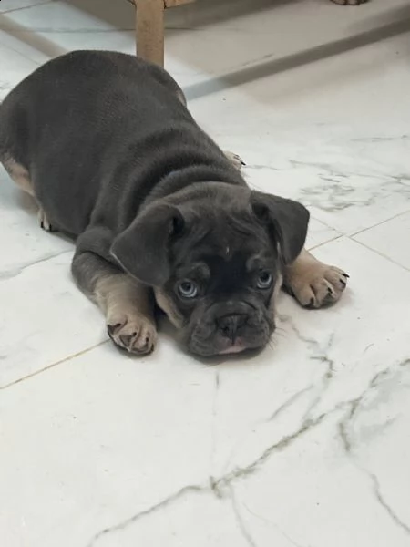   meraviglioso bulldog francese cuccioli di bulldog francese meravigliosi e sani e carini in adozion