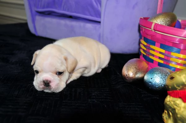  disponibile bulldog francese  cuccioli di bulldog francese con dna per sostenerlo sono disponibili