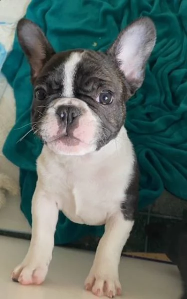  bulldog francesi akc  bellissimi cuccioli di bulldog francese sani, cresciuti in una famiglia amore