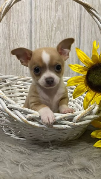 teacup chihuahua disponibili ora due chihuahua a pelo medio. femmine da 1 libbra e 1 oncia di 10 set