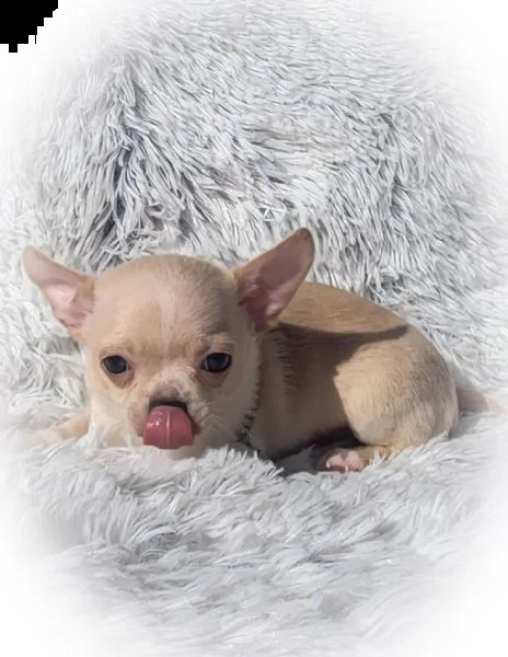 cuccioli di chihuahua in vendita cuccioli di chihuahua amichevoli, affettuosi e sani che ti rubano i
