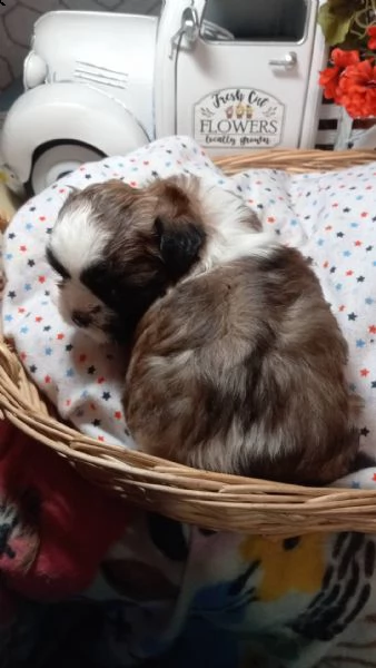 cuccioli shih tzu perfetti tutti i cuccioli sono controllati dal veterinario e tutti aggiornati su c