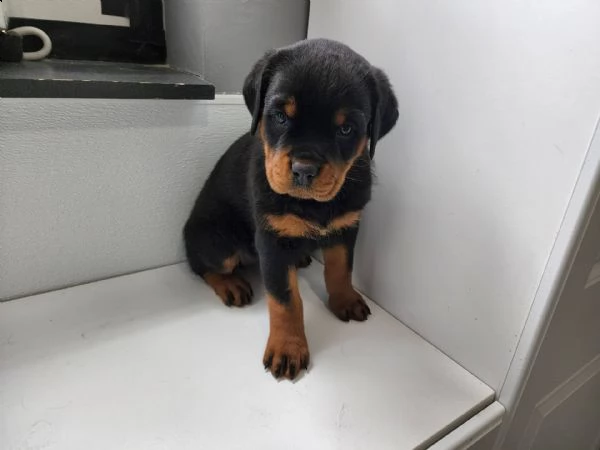 cuccioli di rottweiler ottimi cuccioli di rottweiler top pedigree. linee di sangue europee con grand