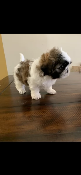 regalo cuccioli di shitzu e-mail  (marieiris783[at]gmail[.com]) grazi meraviglioso il musetto degli shih 