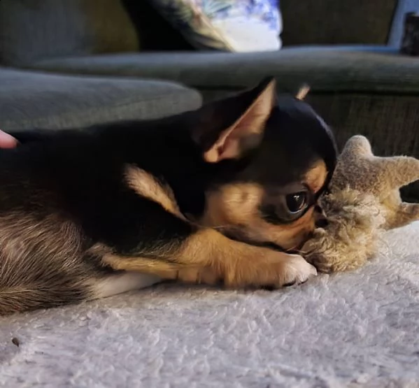  chihuahua cuccioli introvabili cuccioli di chihuahua intelligenti e dolcissimi attaccati al padrone