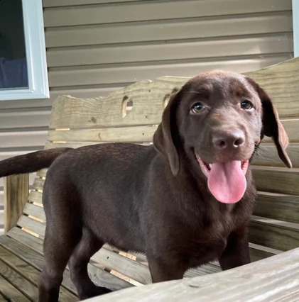 labrador retriever cuccioli | Foto 2