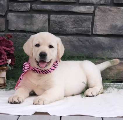 labrador retriever cuccioli