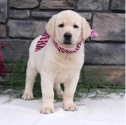 labrador retriever cuccioli | Foto 0