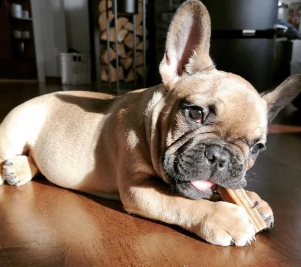 regalo bouledogue francese | Foto 0
