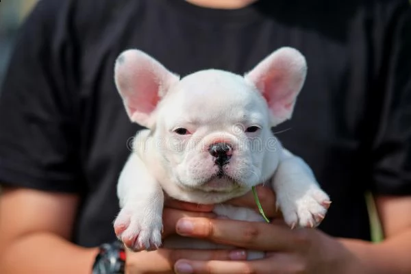bellissimi cuccioli di bulldog francese maschio e femmina)) | Foto 1