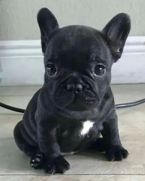 bellissimi cuccioli di bulldog francese maschio e femmina))