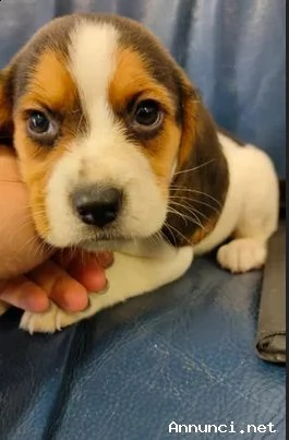 cuccioli di beagle disponibili