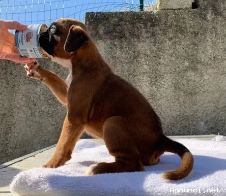 splendidi cuccioli di boxer