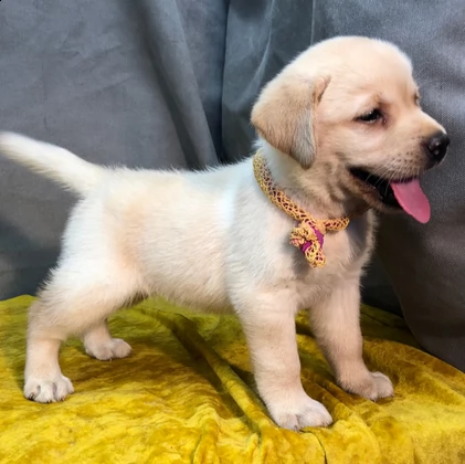 cuccioli labrador retriever con pedigree