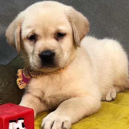 cuccioli labrador retriever con pedigree | Foto 2