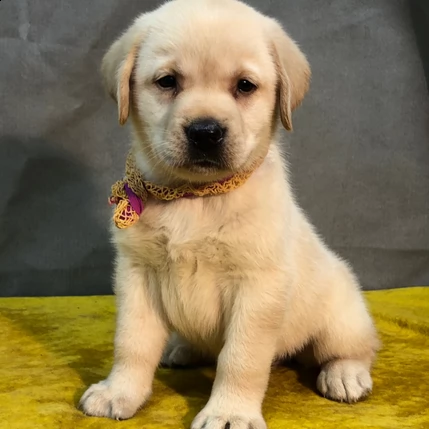 cuccioli labrador retriever con pedigree | Foto 1