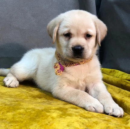 cuccioli labrador retriever con pedigree | Foto 0
