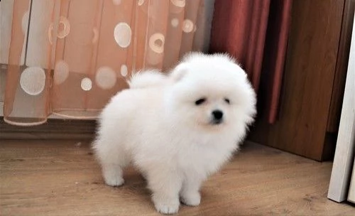 cuccioli volpino pomerania