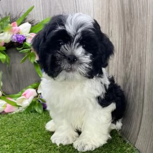 regalo shih-tzu toy  | Foto 0