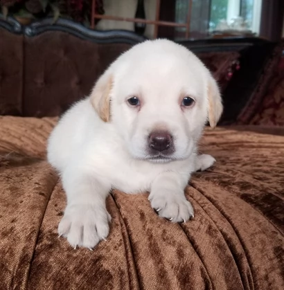ultimi cuccioli di labrador retriever