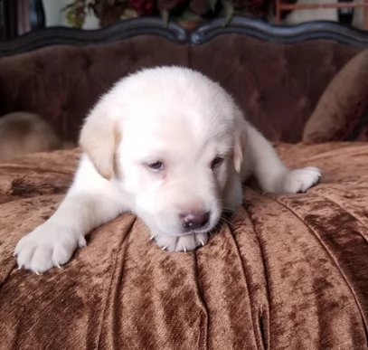 ultimi cuccioli di labrador retriever | Foto 2