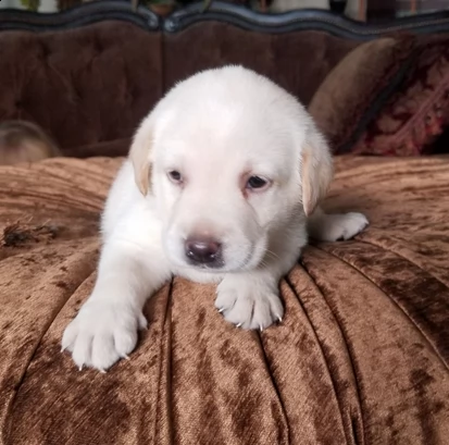 ultimi cuccioli di labrador retriever | Foto 1