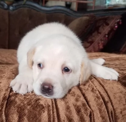 ultimi cuccioli di labrador retriever | Foto 0