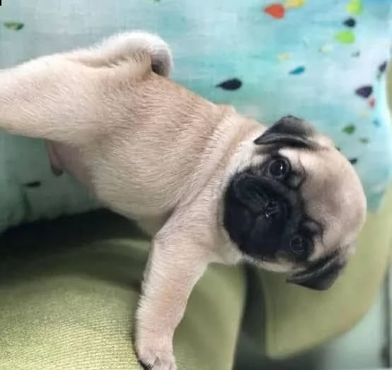 regalo carlino ($) | Foto 0