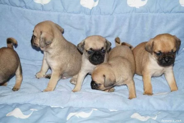 cuccioli di carlino in tutta italia