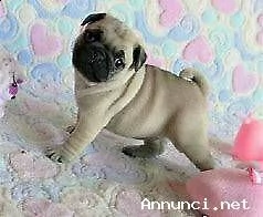 disponiamo cucciolo di carlino dolcissimo originalissimo e tranquillissimo