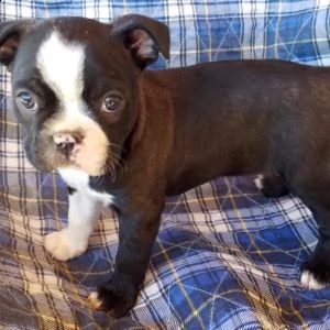 regalo bouledogue francese | Foto 1