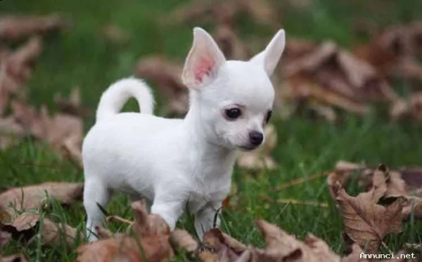 cucciolo chihuahua di cuccioli