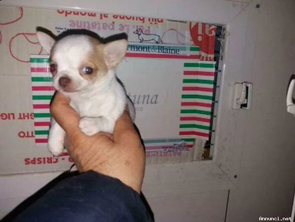 affettuosi cuccioli di chihuahua,