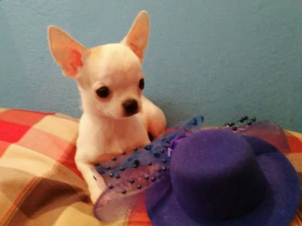 chihuahua toy maschi e femmine 