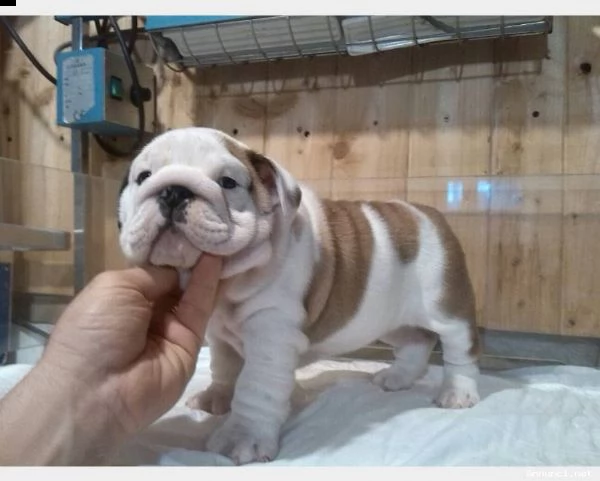 cucciolo di bulldog maschio e femmina fulvo bianco , pelo corto