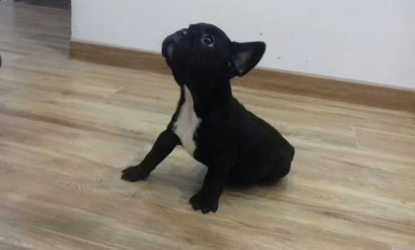 bellissimi cuccioli di bulldog francese per una buona casa | Foto 2