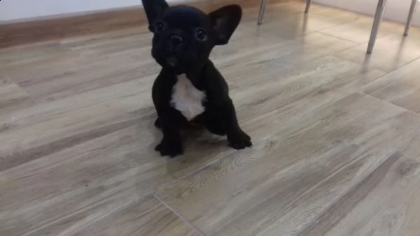 bellissimi cuccioli di bulldog francese per una buona casa | Foto 1