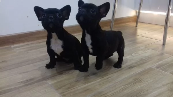 bellissimi cuccioli di bulldog francese per una buona casa | Foto 0
