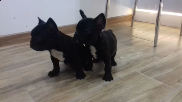 bellissimi cuccioli di bulldog francese per una buona casa