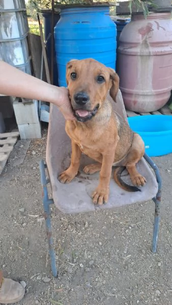 bella dolcissima cucciola mix labrador | Foto 3