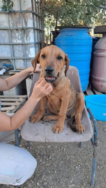 bella dolcissima cucciola mix labrador | Foto 1