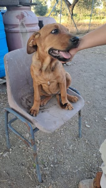 bella dolcissima cucciola mix labrador | Foto 0