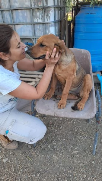 dolcissima cucciola desidera una famiglia | Foto 3